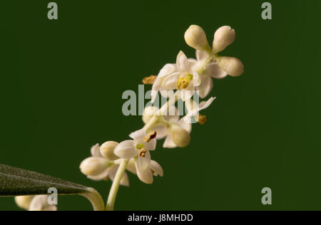 Arbre généalogique Olive bourgeons et fleurs, macro image Banque D'Images