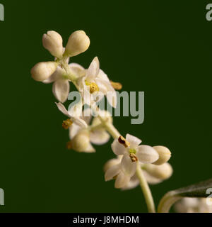 Arbre généalogique Olive bourgeons et fleurs, macro image Banque D'Images