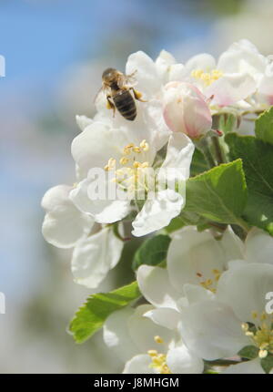 Abeille à miel (Apis mellifera) atterrissage sur Malus domestica 'Découverte' Apple Blossom dans un verger sur une journée de printemps ensoleillée, England, UK Banque D'Images