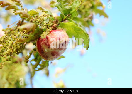 Un gonflement de la vésicule apple chêne formée par un culot wasp (biorhiza pallida) sur la tige d'un arbre de chêne (Quercus robur) au milieu du printemps, England, UK Banque D'Images