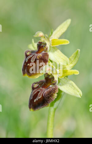 Fleurs de l'Orchidée araignée précoce (Ophrys sphègodes) à Sussex, Royaume-Uni Banque D'Images