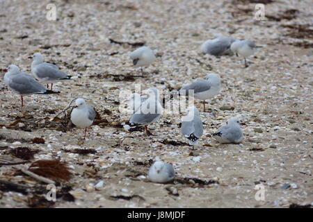 Groupe de goélands à bec rouge Larus novaehollandiae reposant sur une plage de sable. Banque D'Images