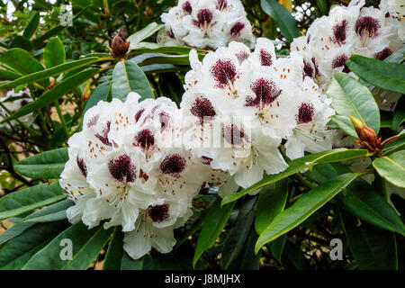 Fermes de grandes fleurs Rhododendron blanc marqué d'une profonde pourpre du vin. Banque D'Images