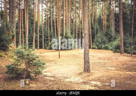 La lisière de la forêt d'épinettes et de pins et sol recouvert de sapin aiguilles dans des couleurs vintage Banque D'Images