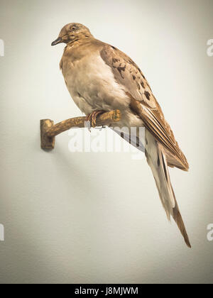 Le homing ou pigeon voyageur est une variété de pigeon domestique provenant du rocher pigeon. Banque D'Images