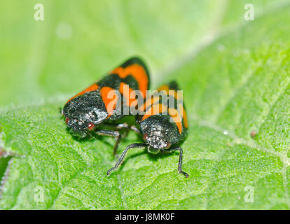 Les rouge et noir, l'accouplement (Cercopis vulnerata Froghoppers) Banque D'Images