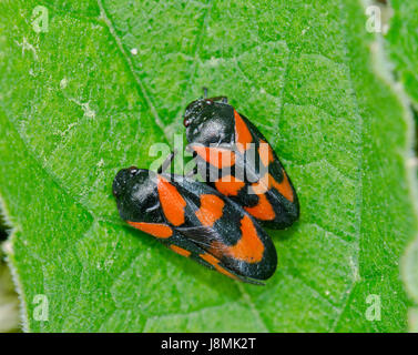 Rouge et appariées Froghoppers Cercopis vulnerata (noir) Banque D'Images