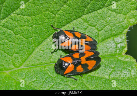 Les rouge et noir, l'accouplement (Cercopis vulnerata Froghoppers) Banque D'Images