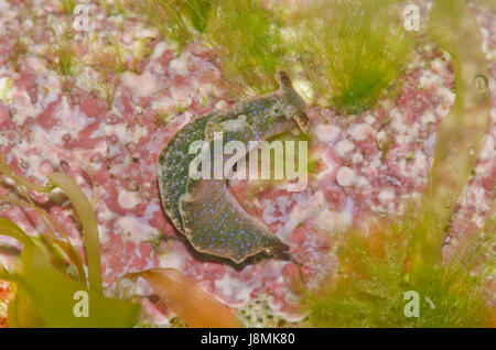 Limace de mer à énergie solaire sur rock (Elysia viridis) Banque D'Images