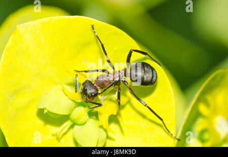 Le sud de fourmi (Formica rufa) recherche de nectar Banque D'Images