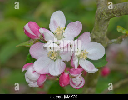 Pommier sauvage (Malus sylvestris) Banque D'Images