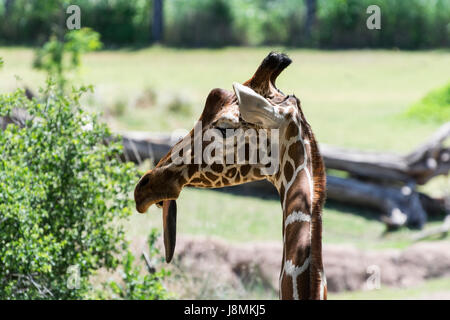 Libre d'un dingo à la giraffe réticulée comme il ressemble au large de la côté avec sa langue sortir de sa bouche ce qui en fait regarder vraiment ridicule. Banque D'Images