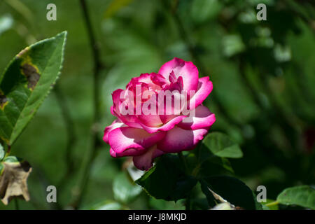 Magnifique rose rose et blanc en pleine floraison, avec les ombres coulées au soleil sur ses pétales tandis que ses belles couleurs se distinguent contre les feuilles vert foncé Banque D'Images