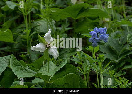 Trille blanc ou Trilliaceae et Mertensia virginica ou Virginia Bluebell qui est une plante éphémère printemps avec forme de cloche fleurs bleu ciel, des autochtones Banque D'Images