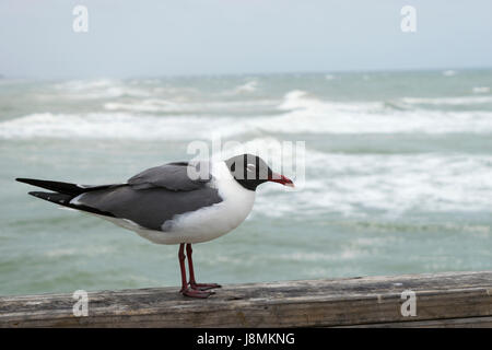 Mouette debout sur la rampe de bois d'un ocean pier comme les vagues rouler par en arrière-plan et briser sur la plage. Banque D'Images