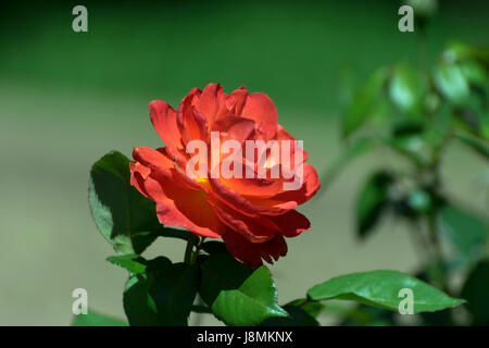Vue latérale d'un beau rouge orange rose en pleine floraison, avec ses belles couleurs contraste avec les feuilles vertes et l'arrière-plan Banque D'Images