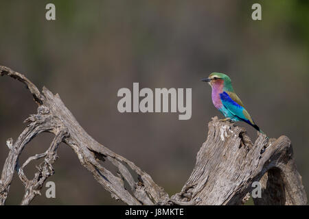 Une couleur lilac-breasted somptueusement siège rouleau face au paysage , sur un arbre mort à l'encontre d'un beau vert et brun, de troubles de bg. Banque D'Images