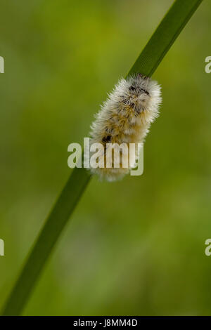 Furry chenille jaune l'ascension d'une herbe. Isolé sur un arrière-plan flou. Banque D'Images