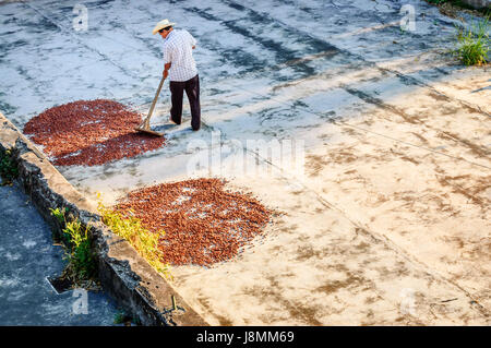 Retalhuleu, Guatemala - 9 avril 2015 : plantation de séchage devient travailleur les fèves de cacao dans le soleil du matin à takalik maya Lodge, près de pre-columbian archaeologi Banque D'Images