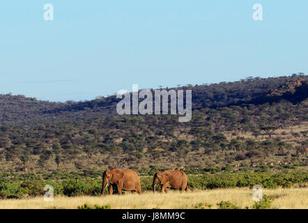 Un troupeau d'éléphants dans la réserve nationale de Samburu au Kenya. Banque D'Images