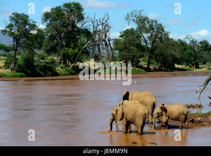 Un troupeau d'éléphants traversant la rivière Ewaso Ng'iro entre réserve nationale de Samburu et Buffalo Springs réserve nationale. Banque D'Images