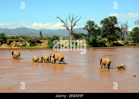 Un troupeau d'éléphants traversant la rivière Ewaso Ng'iro entre réserve nationale de Samburu et Buffalo Springs réserve nationale. Banque D'Images