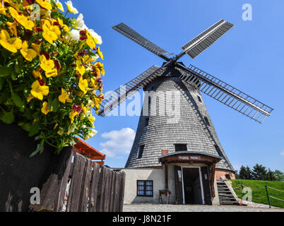 Fleur fleurs par le moulin à vent, construit en 1810, à la forêt de Straupitz Spree, Allemagne, 29 mai 2017. Plus de 1 100 moulins autour de l'Allemagne sont en raison de prendre part à la 24e Deutscher Muehlentag (lit. Les usines allemandes jour) le 5 juin 2017. Photo : Patrick Pleul/dpa-Zentralbild/ZB Banque D'Images