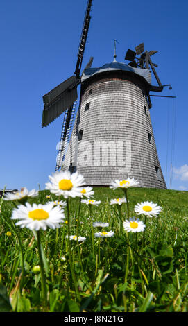 Les marguerites par le moulin, construit en 1810, à la forêt de Straupitz Spree, Allemagne, 29 mai 2017. Plus de 1 100 moulins autour de l'Allemagne sont en raison de prendre part à la 24e Deutscher Muehlentag (lit. Les usines allemandes jour) le 5 juin 2017. Photo : Patrick Pleul/dpa-Zentralbild/ZB Banque D'Images