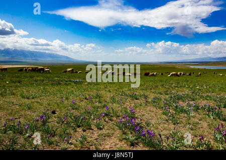 Hami, la Région Autonome Uygur du Xinjiang. 29 mai, 2017. Moutons paissent à la zone panoramique de la montagne Tianshan à Hami, nord-ouest de la Chine, la Région autonome du Xinjiang Uygur, 29 mai 2017. Credit : Polat/Xinhua/Alamy Live News Banque D'Images