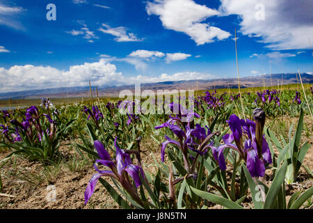 Hami, la Région Autonome Uygur du Xinjiang. 29 mai, 2017. Les fleurs sont vus à la zone panoramique de la montagne Tianshan à Hami, nord-ouest de la Chine, la Région autonome du Xinjiang Uygur, 29 mai 2017. Credit : Polat/Xinhua/Alamy Live News Banque D'Images