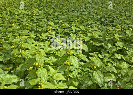 La population dense de Lamium galeobdolon, connu comme l'archange jaune. Banque D'Images