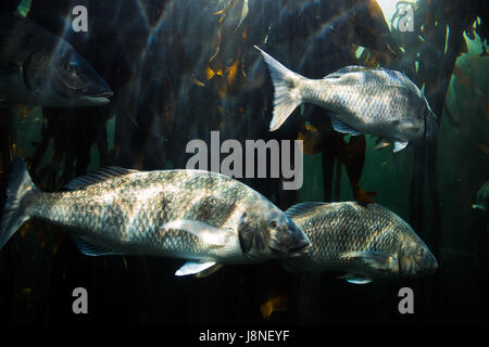 Poissons tropicaux exotiques dans l'Aquarium des deux océans. Cape Town, Afrique du Sud. Banque D'Images