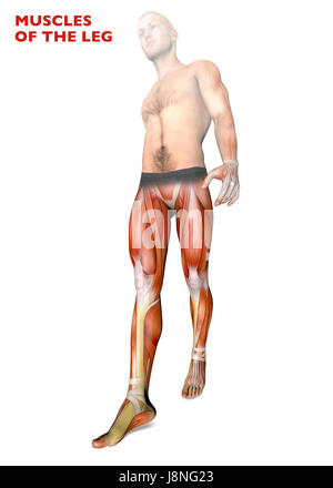 Les muscles des jambes, corps humain, anatomie, système musculaire. Le rendu 3D Banque D'Images