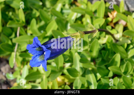 Gentiane acaule ou trompette - Gentiana acaulis Blue Fleur alpine Banque D'Images