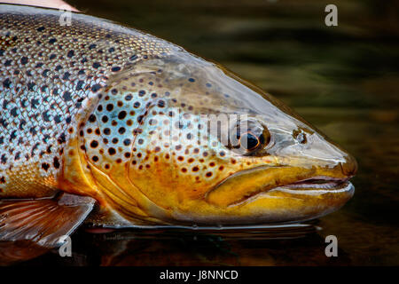 Un close-up d'une grande truite brune sauvage d'un fleuve. Banque D'Images