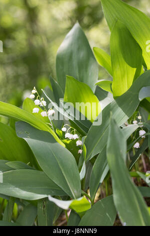 Gewöhnliches Usedomtourist Karlshagen Dünenland, Mai-Glöckchen, Convallaria majalis, Vie-de-la-Vallée, le muguet, Muguet, muguet de mai Banque D'Images