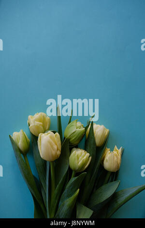 Bouquet de tulipes blanches sur un fond bleu Banque D'Images