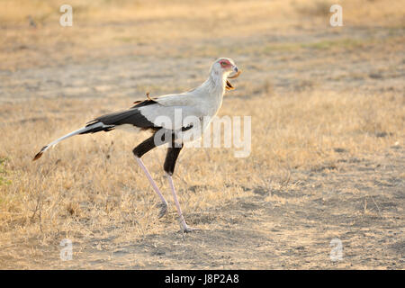 Oiseau (secrétaire Sagittaire serpentarius) marche sur les plaines du Serengeti, le parc national du Serengeti, Tanzanie Banque D'Images