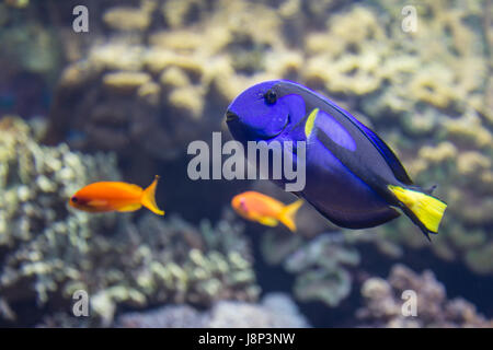 Belle Paracanthurus Hepatus Aquarium intérieur : Chirurgien de l'Indo-Pacifique Banque D'Images