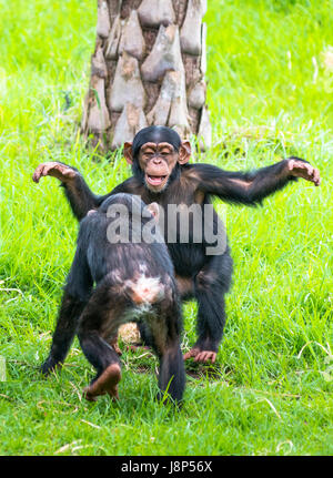 Deux bébés chimpanzés à jouer. Banque D'Images