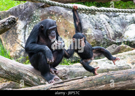 Maman chimpanzé bébé donne un coup de main Banque D'Images