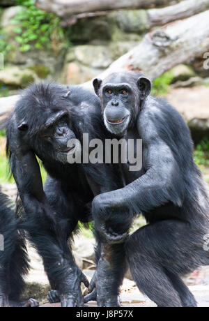 Deux vieux chimpanzé montrant l'amitié. Banque D'Images