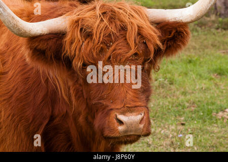 Highlander Bull on Farm dans le Wisconsin Banque D'Images