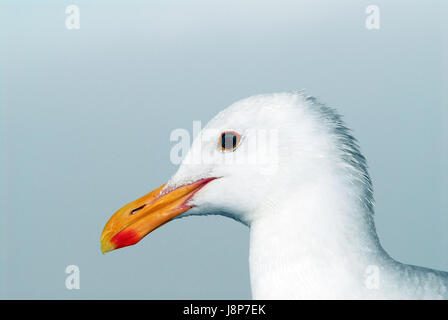 Seagull closeup portrait profile Banque D'Images