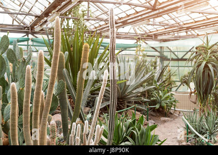 Divers cactus dans une serre d'hiver. Plantes Succulentes en serre désert plantés dans un jardin botanique Banque D'Images