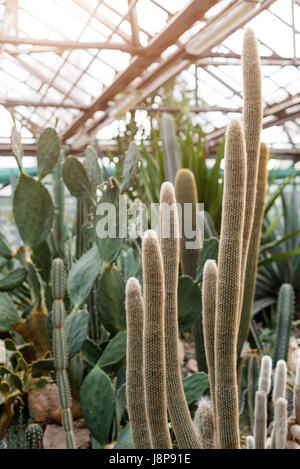 Divers cactus dans une serre d'hiver. Plantes Succulentes en serre désert plantés dans un jardin botanique Banque D'Images