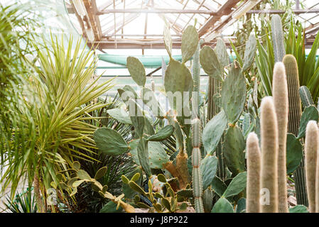 Divers cactus dans une serre d'hiver. Plantes Succulentes en serre désert plantés dans un jardin botanique Banque D'Images