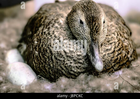 Duck assis sur des oeufs dans le nid Banque D'Images