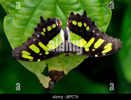 Papillon Malachite nom Latin Siproeta stelenes Banque D'Images