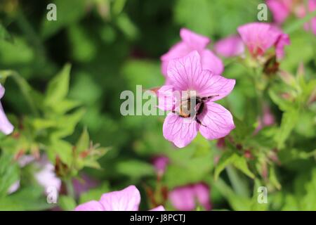 Bumblebee, Bombus sp. la collecte de nectar et féconder une fleur de géranium géranium sanguin rose, rose, Geranium endressi Wargrave dans le soleil d'été. Banque D'Images